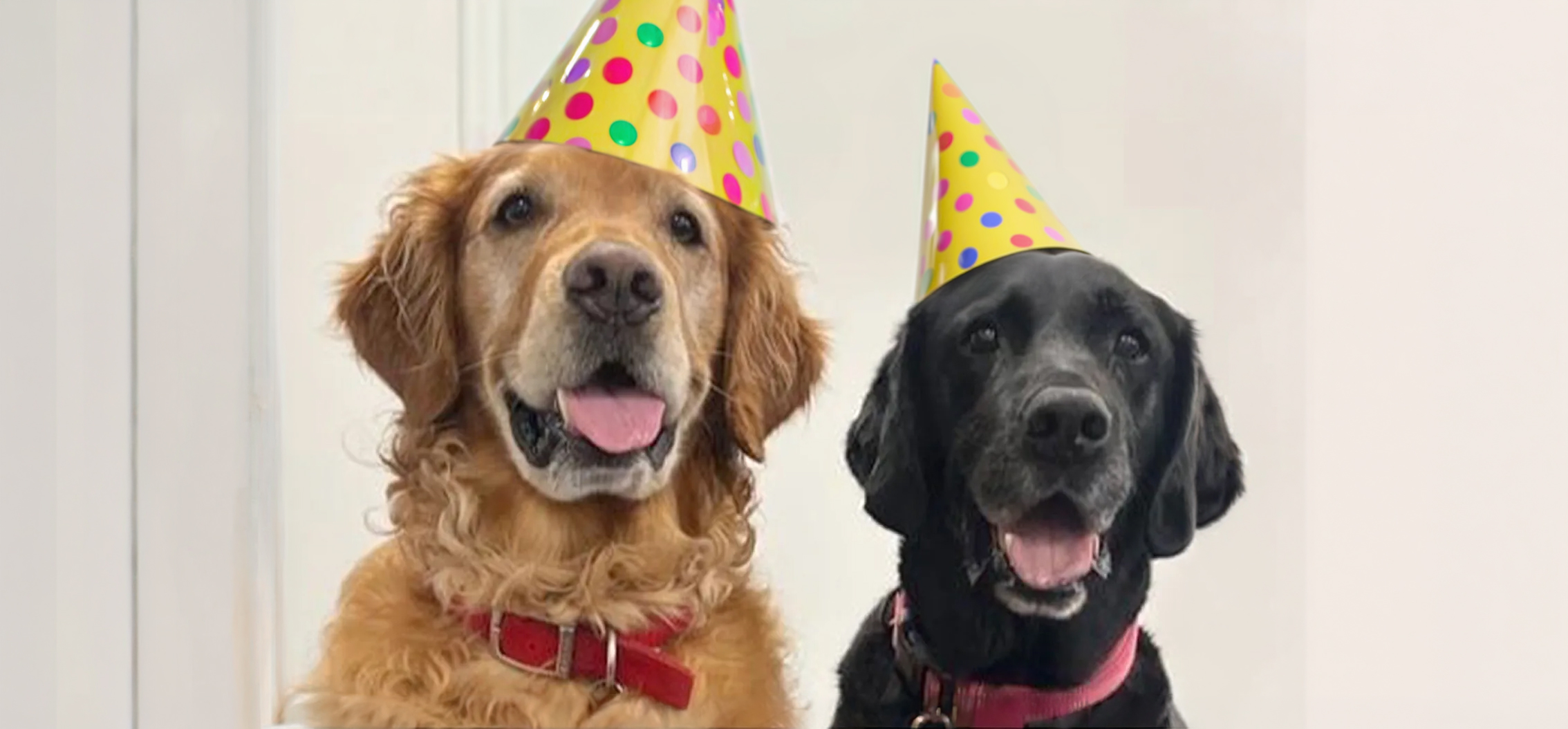 Bumper and Peanut, the Parkinson's bio-detection dogs