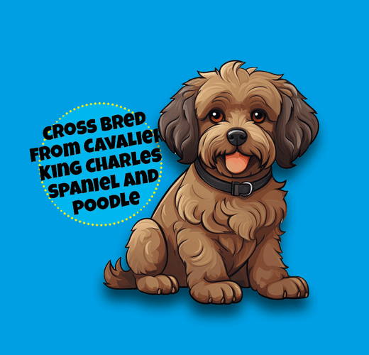 Cavapoo