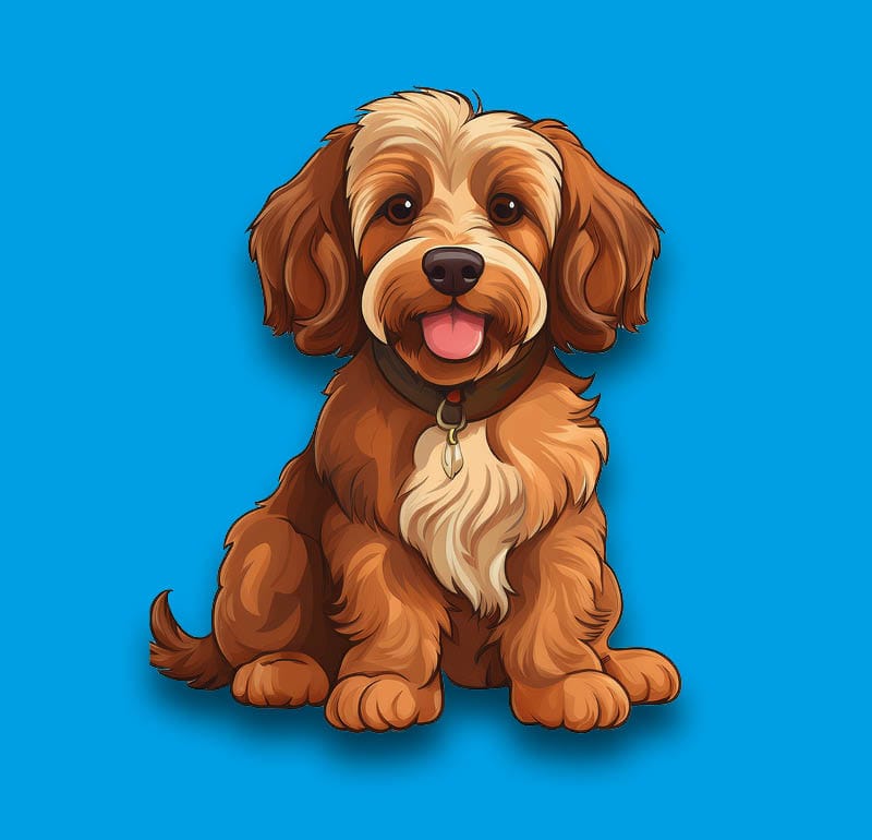 Cockapoo