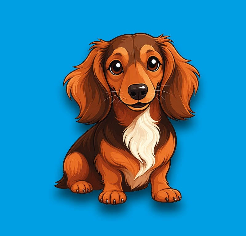 Dachshund