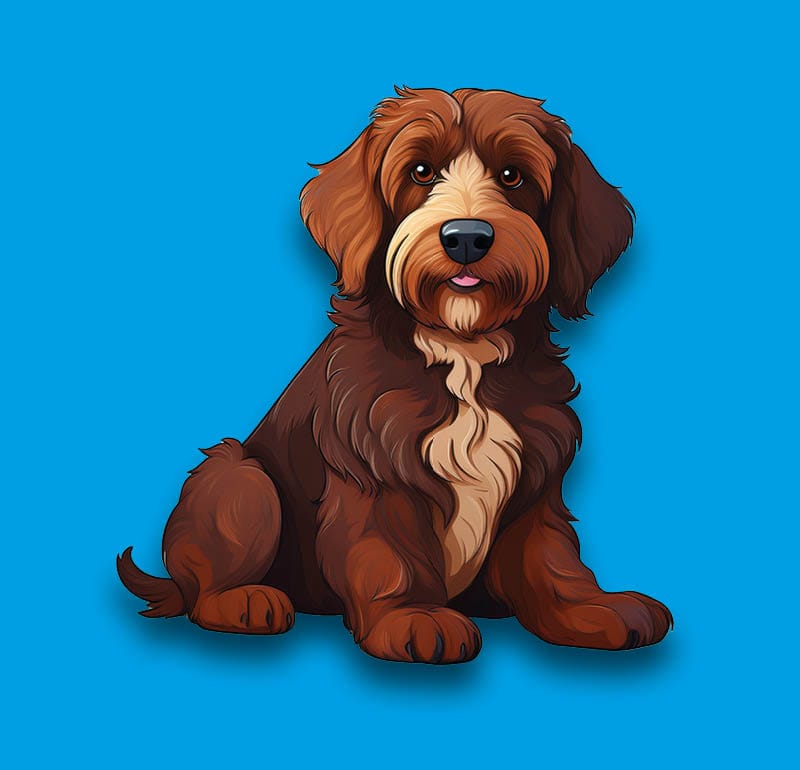 Labradoodle