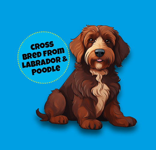 Labradoodle