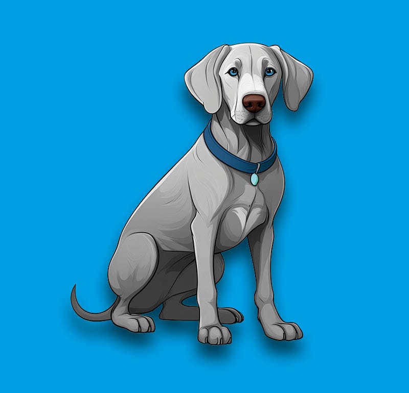 Weimaraner