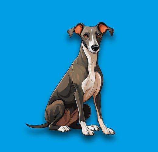 Whippet