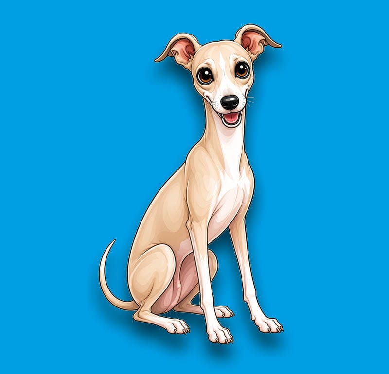 Whippet