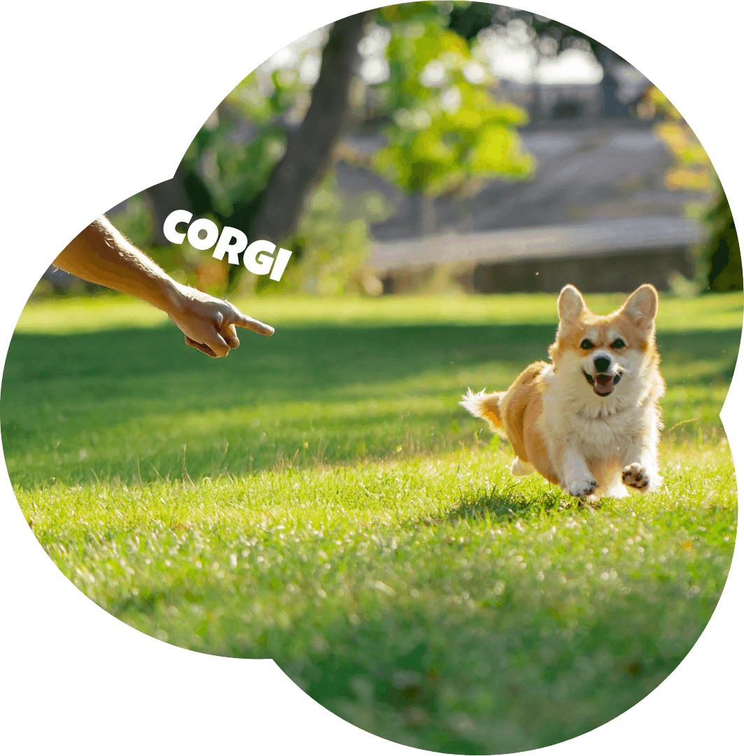 A Corgi being spotted in the park