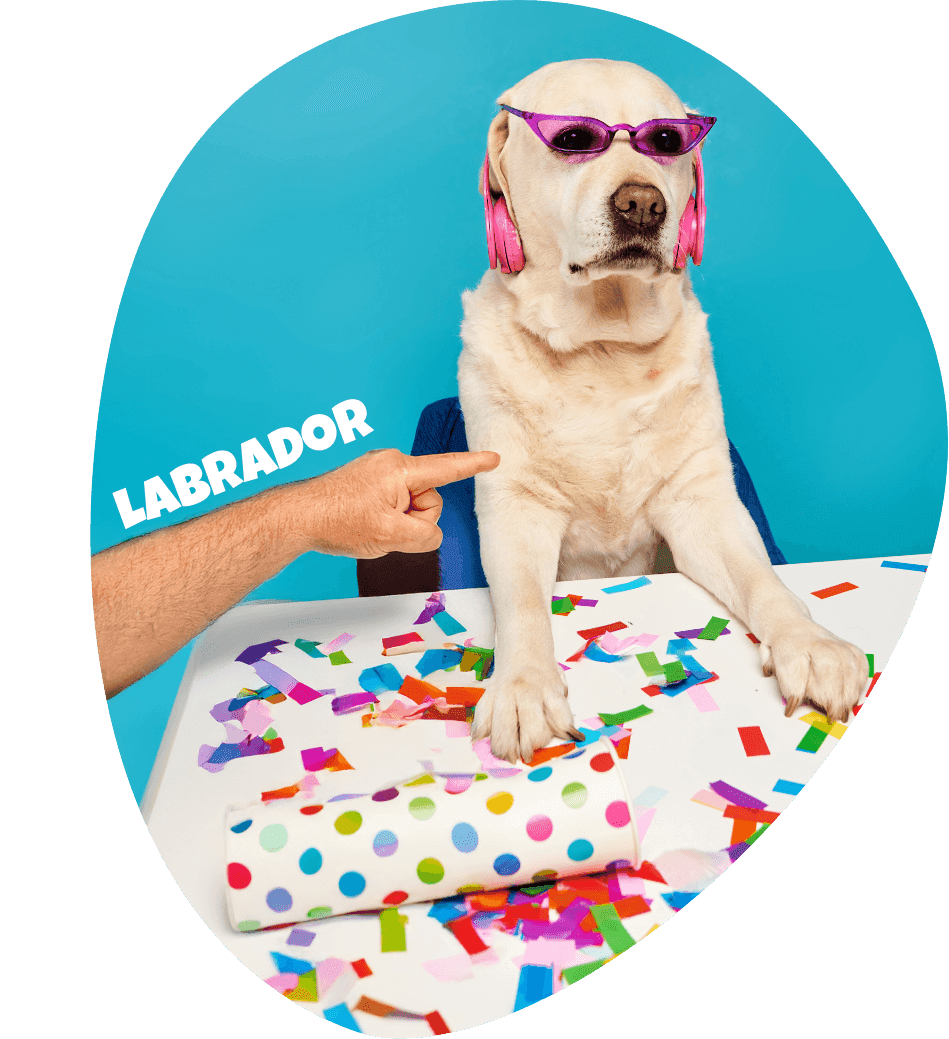 A Labrador being spotted in the park