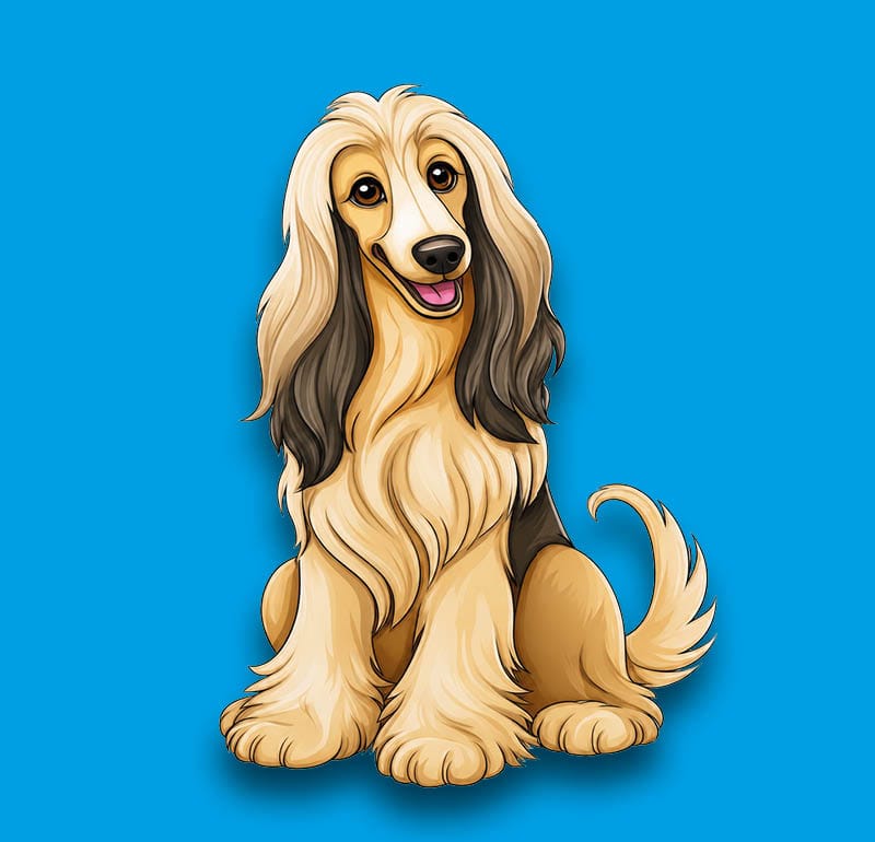 Afghan Hound