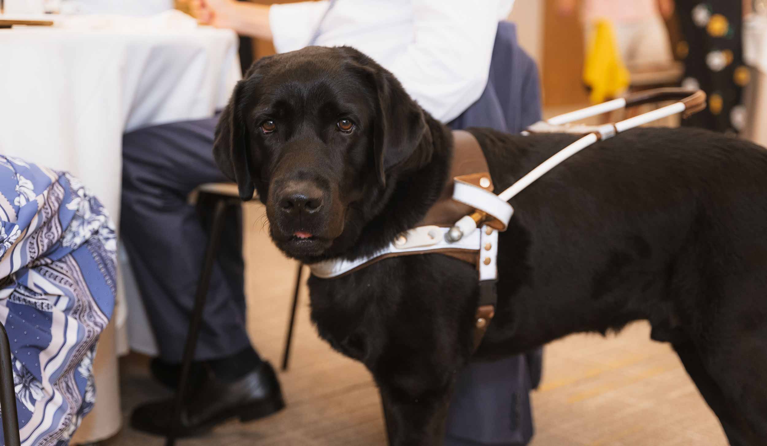 A black Labrador in a white assistance-dog harness standing beside its seated owner indoors