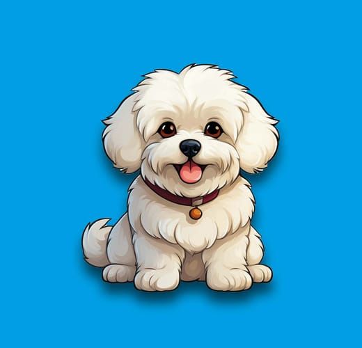 Bichon Frise