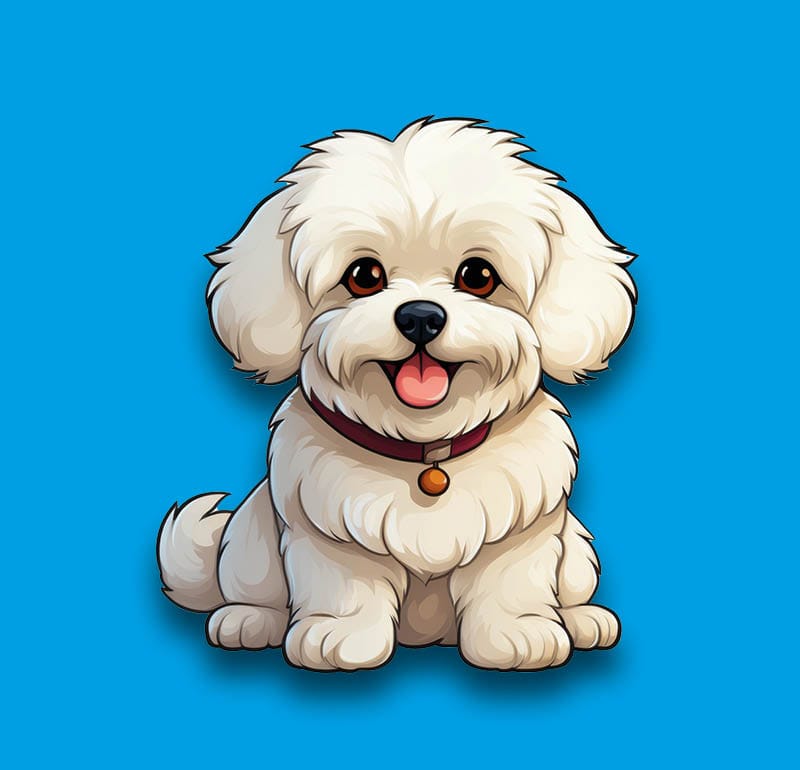 Bichon Frise