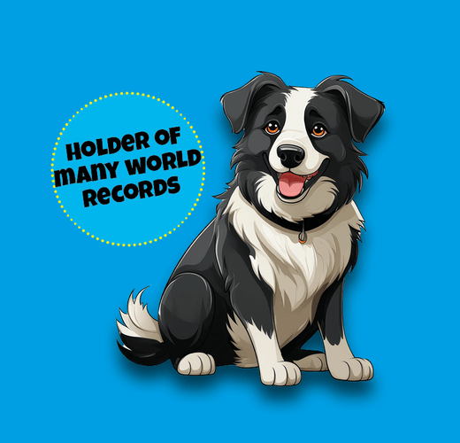 Border Collie