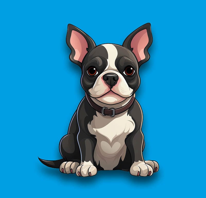 Boston Terrier