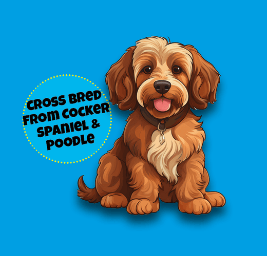 Cockapoo