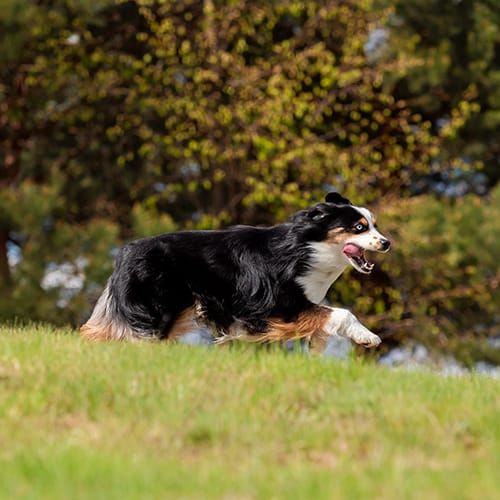 ALT TEXT TO CONFIRM: why we love dogs doing