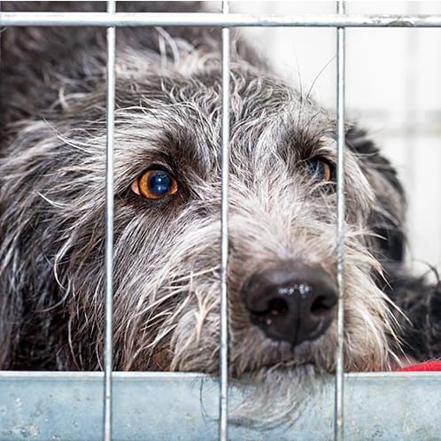 ALT TEXT TO CONFIRM: what dogs often get