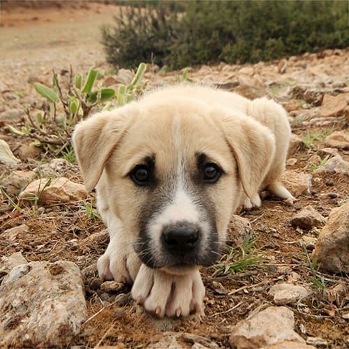ALT TEXT TO CONFIRM: what we owe dogs
