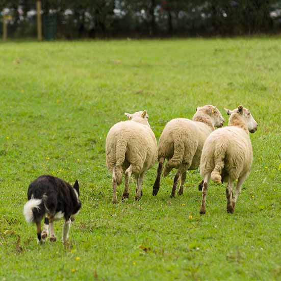 a working sheepdog moving sheep across a field