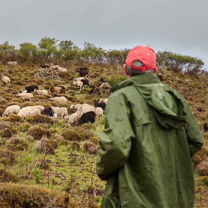 a shepherd watching over a flock