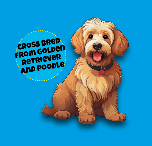 Goldendoodle