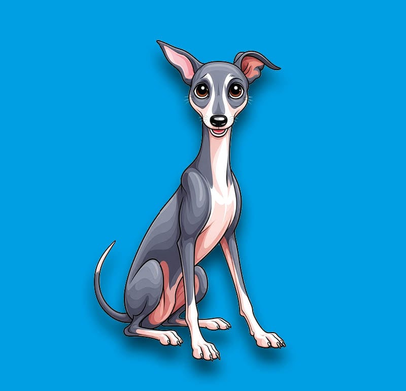 Greyhound