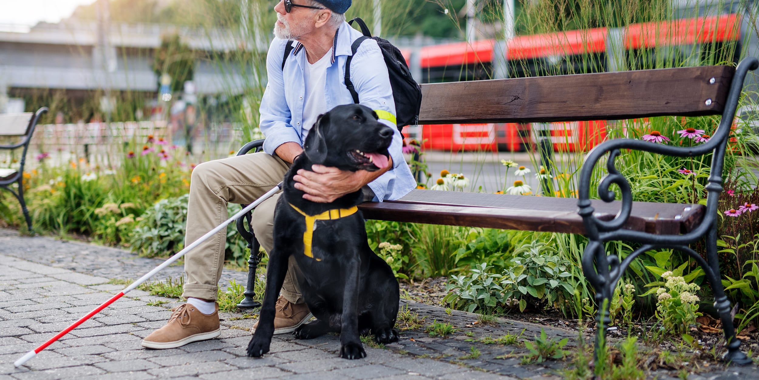 a man with a white cane sitting on a park bench beside a black Labrador in a yellow guide-dog harness