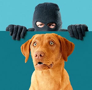 A tongue-in-cheek photo of a masked figure in a balaclava peering over a wall behind a wide-eyed fox-red Labrador.