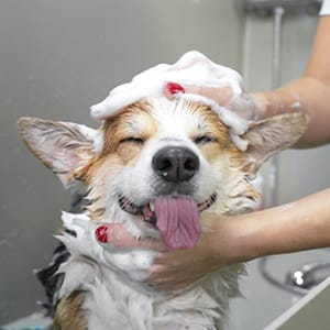 A Corgi being lathered up in the bath, covered in soap suds with foam piled on its head, tongue out and looking blissful.