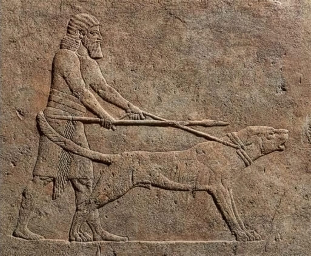 Early British working dogs, the hunting and guarding types found before breeds were standardised
