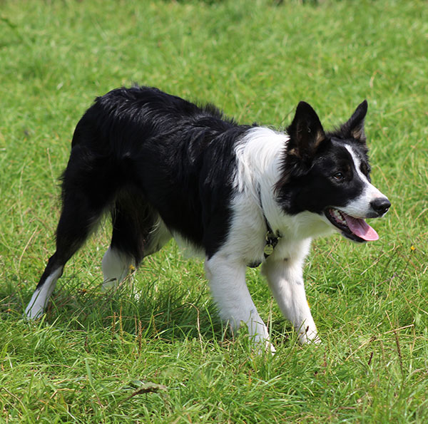 Border Collie