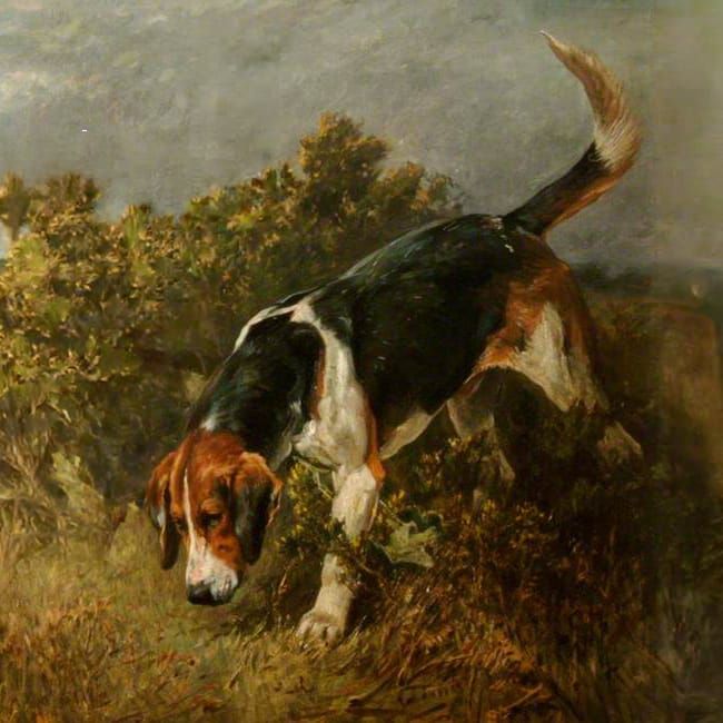 Buckhound