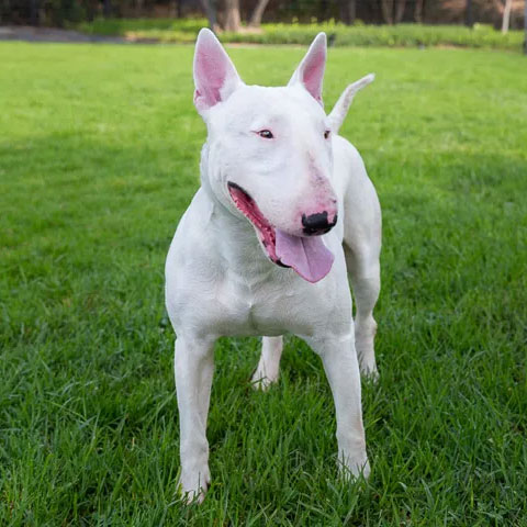 Bull Terrier
