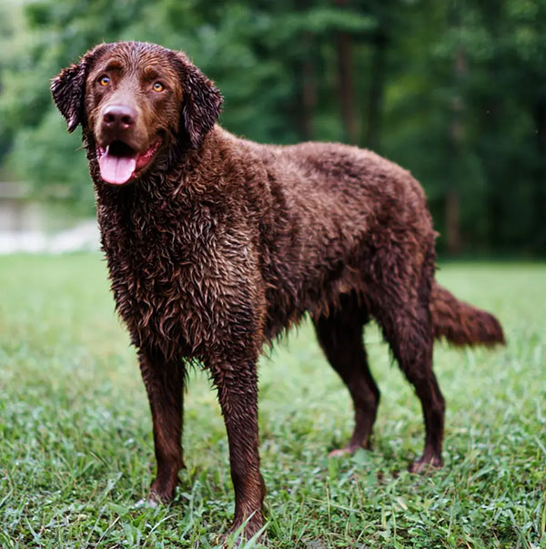 Curly-Coated Retriever