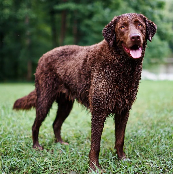 Curly-Coated Retriever
