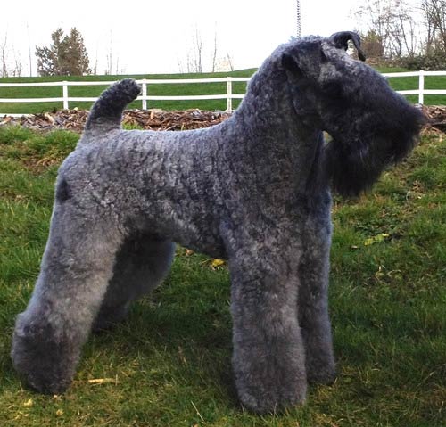 Kerry Blue Terrier