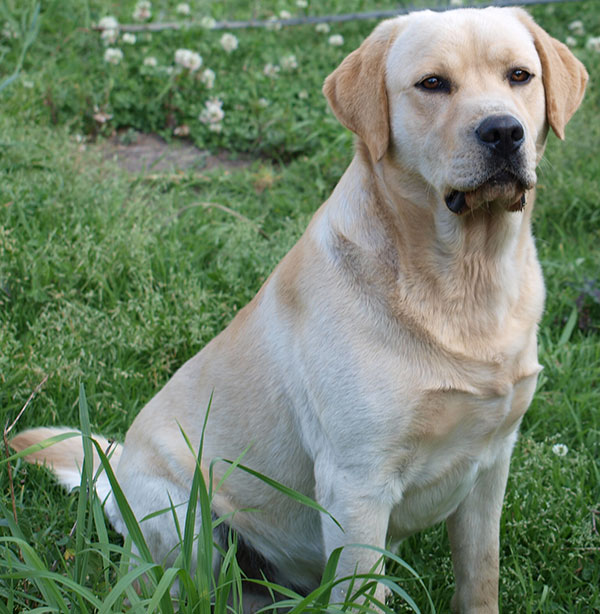 Labrador Retriever