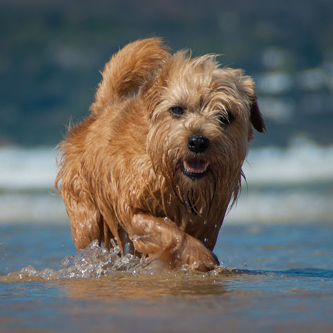 Lucas Terrier