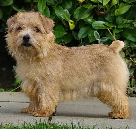 Norfolk Terrier