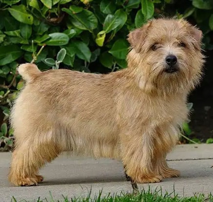 Norfolk Terrier
