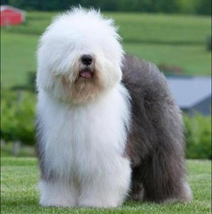 Old English Sheepdog