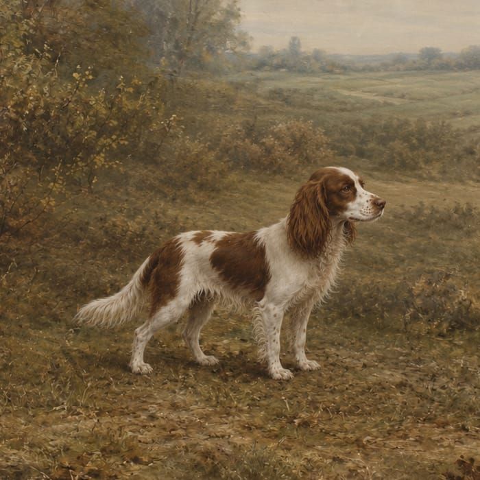 A small red and white toy spaniel standing in a meadow.
