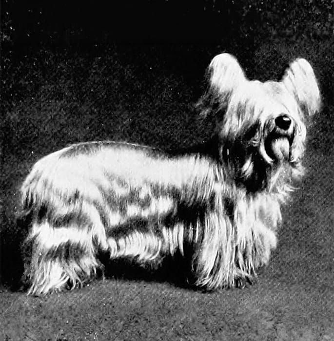 Paisley Terrier