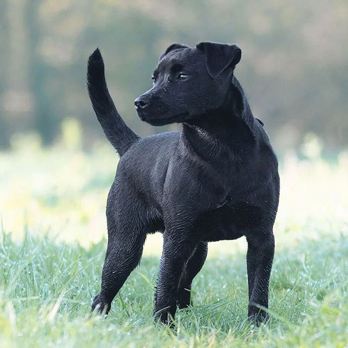 Patterdale Terrier