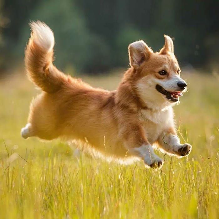 Pembroke Welsh Corgi