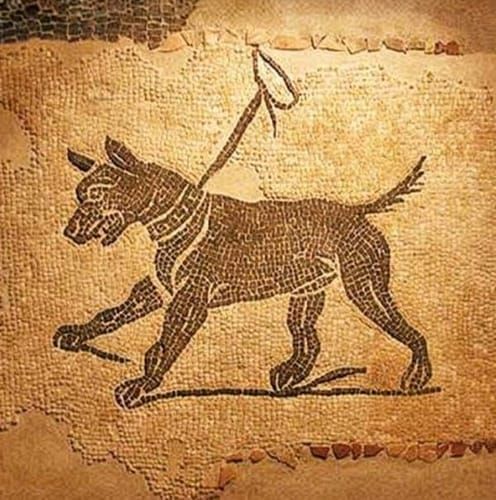 Roman drover dogs, an illustration of the British dog breed