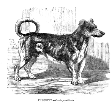 An antique engraving of a Turnspit dog, a long-bodied, short-legged breed with a curled tail, shown in profile and labelled 'Turnspit'.