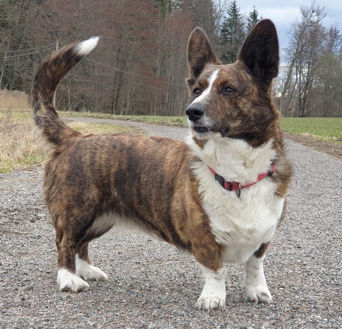 Cardigan Welsh Corgi