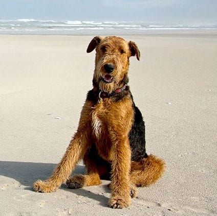 Airedale Terrier, an illustration of the British dog breed