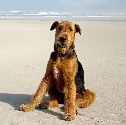 Airedale Terrier