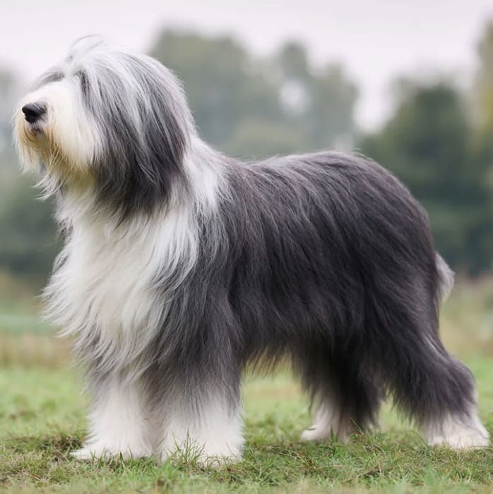 Bearded Collie